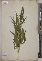 Cannabis sativa L. [family CANNABACEAE]
