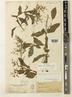 Cyphostemma congestum (Baker) Desc. [family VITACEAE]