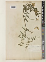 Lathyrus sulphureus Brewer ex A.Gray [family LEGUMINOSAE]