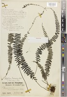 Syntype of Polypodium maximowiczii Baker [family POLYPODIACEAE]