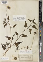 Type of Helianthus debilis Nutt. subsp. tardiflorus Heiser [family ASTERACEAE]