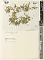 Selaginella leptophylla Baker [family SELAGINELLACEAE]