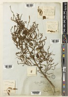 Tetradenia riparia (Hochst.) L.E.Codd [family LAMIACEAE]