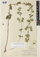 Origanum vulgare L. var. virens (Hoffmanns. & Link) Webb & Berthel. [family LAMIACEAE]