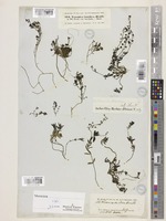 Syntype of Veronica kurdica Benth. [family PLANTAGINACEAE]