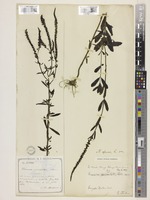 Veronica spuria L. [family PLANTAGINACEAE]