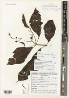Holotype of Mussaenda nicobarica Shimpale, S.R.Yadav & Babu [family RUBIACEAE]