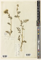 Phacelia ciliata unrecorded var. opaca J.T.Howell [family BORAGINACEAE]
