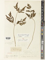 Tectaria impressa (Fée) Holttum [family DRYOPTERIDACEAE]
