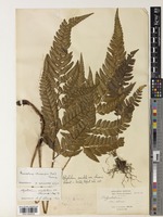 Arachniodes chinensis (Rosenst.) Ching [family DRYOPTERIDACEAE]