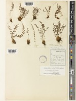 Woodsia hancockii Baker [family WOODSIACEAE]