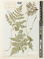 Isotype of Asplenium sibiricum Turcz. ex Kunze [family ASPLENIACEAE]