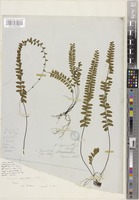 Adiantum edgeworthii Hook. [family ADIANTACEAE]