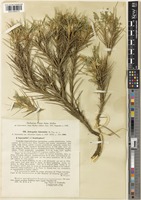 Astragalus lasiosemius Boiss. [family LEGUMINOSAE-PAPILIONOIDEAE]
