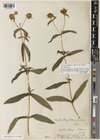 Guizotia scabra (Vis.) Chiov. [family ASTERACEAE]