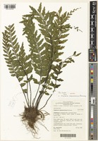 Isotype of Asplenium carnarvonense Brownsey [family ASPLENIACEAE]