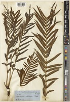 Blechnum serrulatum Rich. [family BLECHNACEAE]