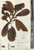 Pradosia granulosa Pires & T.D.Penn. [family SAPOTACEAE]