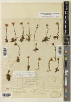 Lectotype of Saxifraga indica (Clarke) Wadhwa [family SAXIFRAGACEAE]
