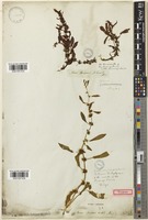 Rumex marschallianus Rchb. [family POLYGONACEAE]