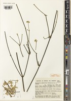 Isotype of Quaternella ephedroides Pedersen [family AMARANTHACEAE]