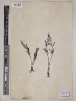 Ceratopteris thalictroides Brongn. [family PARKERIACEAE]