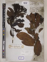Type of Photinia integrifolia Lindl. [family ROSACEAE]