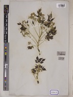 Melia azedarach L. [family MELIACEAE]