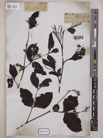 Holarrhena pubescens Wall. [family APOCYNACEAE]