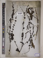 Rumex nepalensis Spreng. [family POLYGONACEAE]