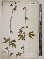 Hibiscus surattensis L. [family MALVACEAE]