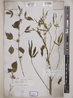 Hibiscus cannabinus L. [family MALVACEAE]
