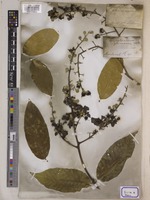 Lagerstroemia reginae unrecorded var. angustior Wall. [family LYTHRACEAE]