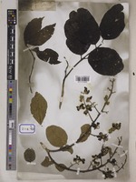 Lagerstroemia reginae unrecorded var. angustior Wall. [family LYTHRACEAE]