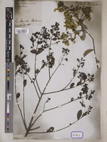 Lagerstroemia indica L. [family LYTHRACEAE]