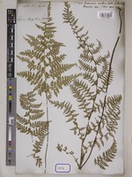 Dicksonia scabra Wall. [family DICKSONIACEAE]