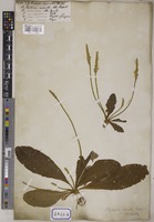 Elytraria crenata Vahl [family ACANTHACEAE]