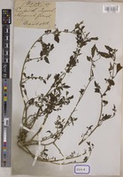 Solanum nigrum L. [family SOLANACEAE]