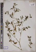Solanum nigrum L. [family SOLANACEAE]