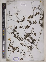 Jasminum grandiflorum L. [family OLEACEAE]