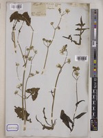 Sonchus oleraceus Wall. [family COMPOSITAE]