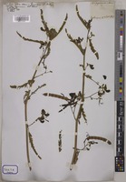 Aeschynomene indica Wall. [family LEGUMINOSAE-PAPILIONOIDEAE]
