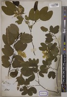 Bauhinia tomentosa L. [family LEGUMINOSAE-CAESALPINIOIDEAE]