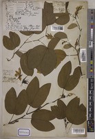 Bauhinia acuminata L. [family LEGUMINOSAE-CAESALPINIOIDEAE]