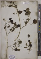 Dalbergia sissoo Graham [family LEGUMINOSAE-PAPILIONOIDEAE]