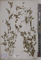Vicia sativa L. [family LEGUMINOSAE-PAPILIONOIDEAE]