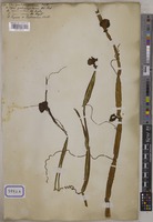 Vitis quadrangularis Wall. [family VITACEAE]
