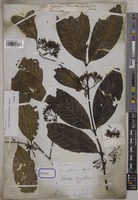 Stylocoryna densiflora Wall. [family RUBIACEAE]
