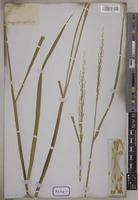Oryza sativa L. [family POACEAE]