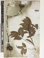 Juss. [family SAPINDACEAE]